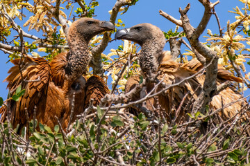 Cape vulture, or Cape griffon, Kruger National Park, South Africa