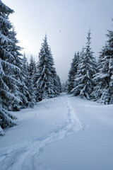 Path in the snow in winter mountains. Snow covered fir-trees and cloudy sky. Christmas holiday concept
