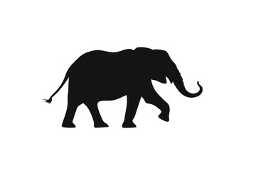Fototapeta premium Elephant silhouette wildlife animal mammal.