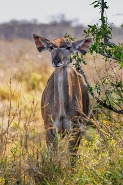 Greater Kudu, Kruger National Park, South Africa