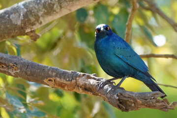 Cape Glossy Starling, Kruger National Park, South Africa