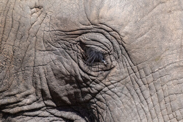 Fototapeta premium Close-up of an elephant's eye, South Africa
