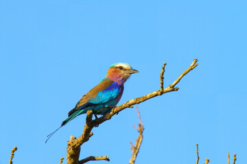Lilac breasted roller, in Kruger National Park, South Africa