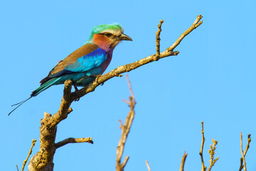Lilac breasted roller, in Kruger National Park, South Africa
