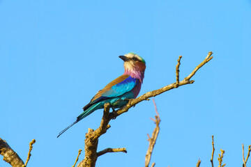 Lilac breasted roller, in Kruger National Park, South Africa