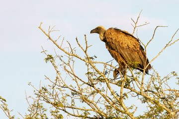Cape vulture, or Cape griffon, Kruger National Park, South Africa
