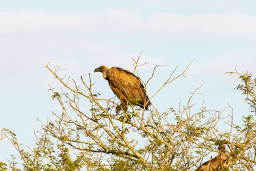 Cape vulture, or Cape griffon, Kruger National Park, South Africa