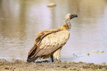 Cape vulture, or Cape griffon, Kruger National Park, South Africa