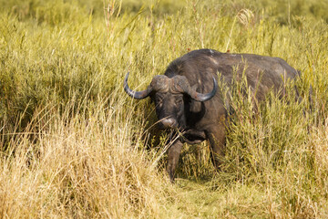 African buffalo, Kruger National Park, South Africa