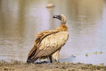 Cape vulture, or Cape griffon, Kruger National Park, South Africa