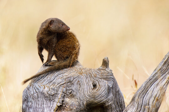 Dwarf Mongoose, Kruger National Park, South Africa