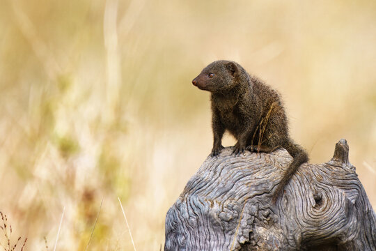 Dwarf Mongoose, Kruger National Park, South Africa
