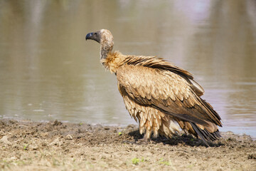 Cape vulture, or Cape griffon, Kruger National Park, South Africa