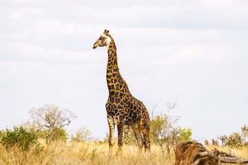 Giraffe in the Kruger National Park, South Africa