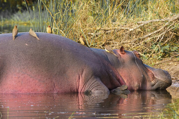 Hippos relaxing in Kruger National Park, South Africa