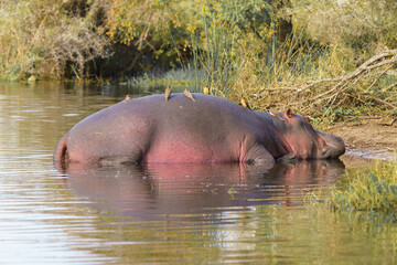 Hippos relaxing in Kruger National Park, South Africa