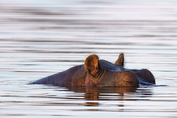 Fototapeta premium Close up of Hippo, Kruger National Park, South Africa