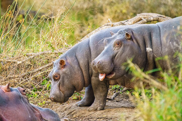 Hippos relaxing in Kruger National Park, South Africa