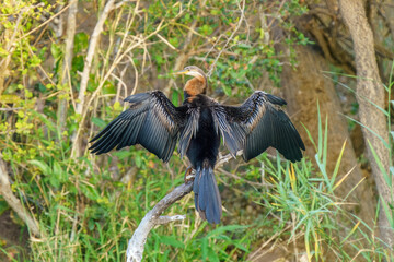 African darter, Kruger National Park, South Africa