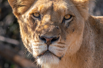 Close up of lioness, Kruger National Park, South Africa