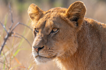 Close up of young Lion, Kruger National Park, South Africa