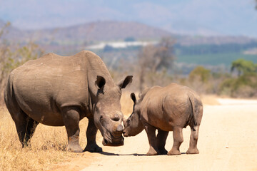 Obraz premium Rhino, in Kruger National Park, South Africa