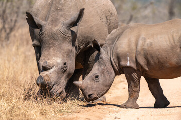 Rhino, in Kruger National Park, South Africa