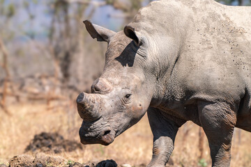 Rhino, in Kruger National Park, South Africa