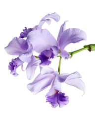 Cattleya Orchids, Violet Orchids isolated on white background, with clipping path