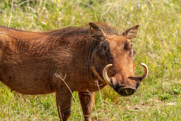 Desert warthog, in Kruger National Park, South Africa