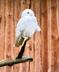 white owl sitting on a branch