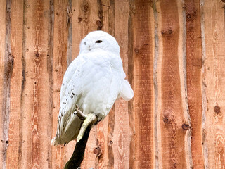 white owl sitting on a branch