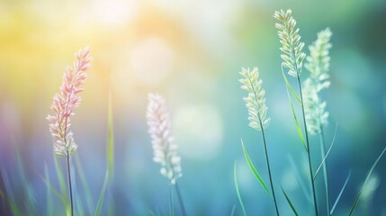 Fototapeta premium Delicate green grass swaying gently in sunlight, creating a serene and peaceful atmosphere.