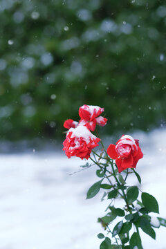 Winter background with rose in snow. Frozen snow-covered red roses flowers outdoor. cold temperature, snowy frozen weather. first snow fell. Late autumn or early winter season