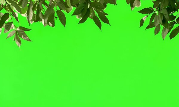 Green leaves form a natural frame on a green screen, making it an excellent backdrop for design and creative projects