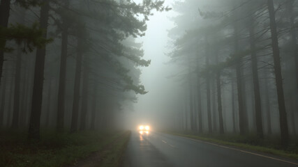 Obraz premium Misty Forest Road with Headlights in Foggy Atmosphere