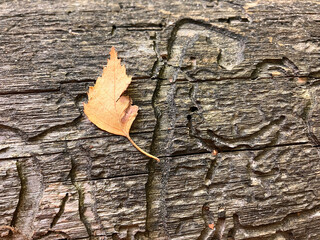 texture of old wood eaten by insects and termites