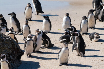 African penguin, Boulders Beach near Simons Town, South Africa