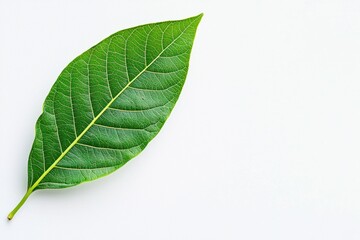 Fototapeta premium Bright green leaf isolated on white background showcasing its natural beauty and intricate details, symbolizing freshness and the essence of nature