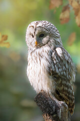 Amazing Tawny owl, owl, Common Owl, Strix aluco sitting calmly on a tree branch covered with green moss. Peaceful and lazy looking animal, yet dangerous bird of prey. autumn forest atmosphere.