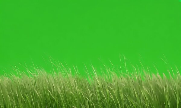 Vivid green grass stretches across the screen in all directions, green screen video providing a stunning natural scene for creative ideas