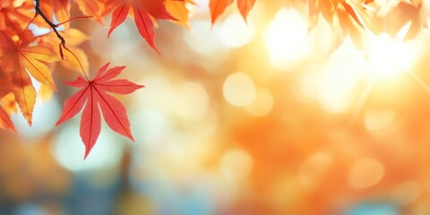 Autumn background with red maple leaves and blurred nature bokeh light effect sunlight leaf outdoors.