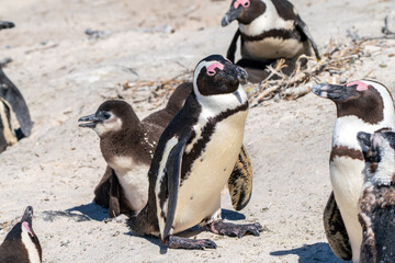 Naklejka premium African penguin with chicks, Boulders Beach, Cape Town, South Africa