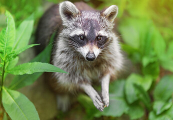 Portrait of a striped raccoon with a pleading look against the background of green leaves. A predatory mammal of the raccoon family. Environmental protection, ecological problems, animal extinction.