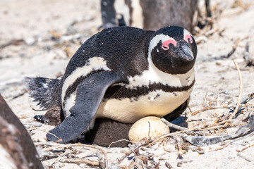 African penguin with chicks, Boulders Beach, Cape Town, South Africa © NICOLA