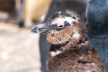 Young penguin loses feathers, in Boulders Beach, South Africa