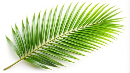 Obraz premium Palm branch on corner border isolated on white background with selective focus