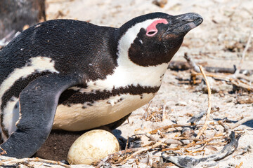 African penguin with chicks, Boulders Beach, Cape Town, South Africa