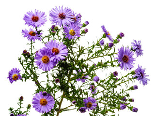 Flowers of shrub aster isolated on white background