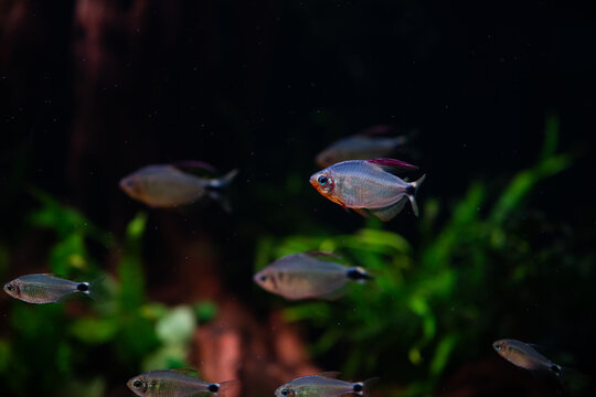 hyphessobrycon procyon